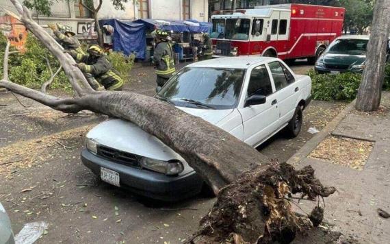 ¿Quién es responsable si un árbol cae sobre mi auto?