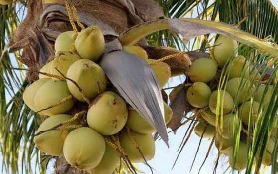 Instalarán planta extractora de agua de coco que fortalecerá el cultivo de coco