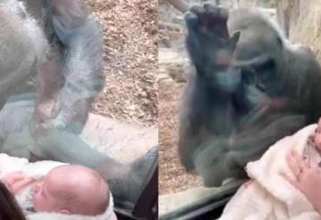 Video: Mamá humana y gorila presentan a sus bebés en un zoológico; tierno momento