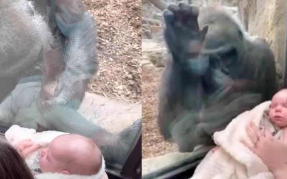 Video: Mamá humana y gorila presentan a sus bebés en un zoológico; tierno momento
