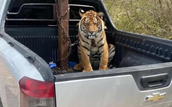 Tigre de bengala asegurando en Mazatlán no podrá regresar a su hábitat