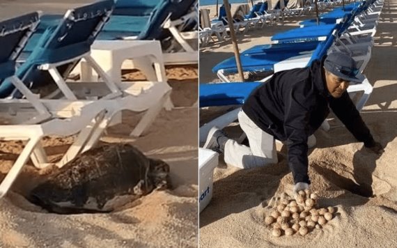 VIDEO: Camastros impiden a tortuga desovar en Los Cabos