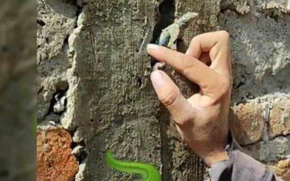 Video: Albañiles rescatan a lagartija pegada en la mezcla