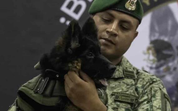 Sedena presenta oficialmente a Arkadas, el nuevo perro rescatista donado por Turquía