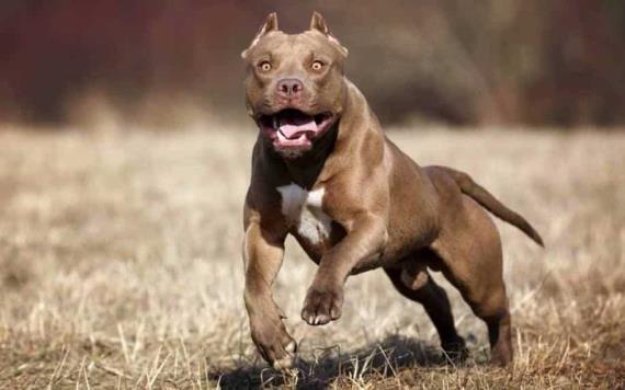 VIDEO: Pitbull mata frente a su dueña a su perro pequeño