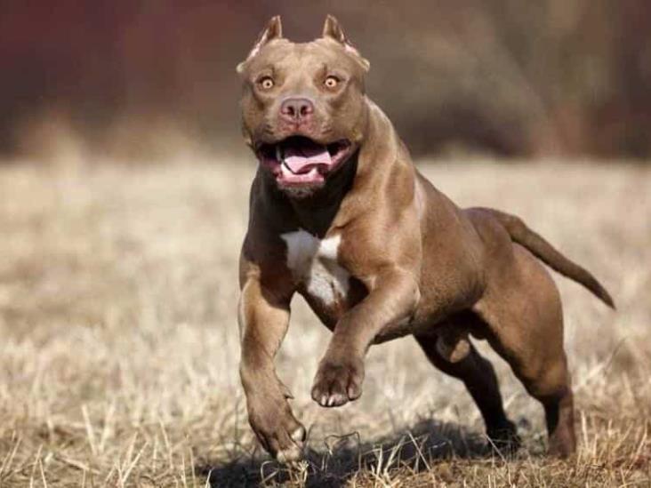 Pitbull Mata Frente A Su Dueña A Un Perro Pequeño