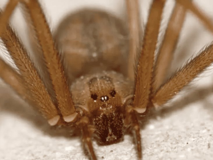 Araña violinista pica a niño en Reynosa; hospital pedía 30 mil pesos por antídoto Araña violinista pica a niño en Reynosa; hospital pedía 30 mil pesos por antídoto