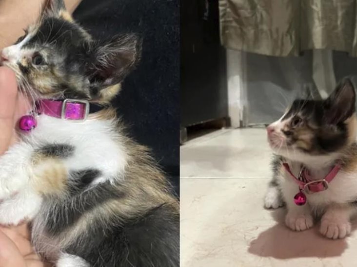 Joven de Monterrey pone a la venta su Xbox para pagar operación de su gatita tras caerle mesa Joven de Monterrey pone a la venta su Xbox para pagar operación de su gatita tras caerle mesa