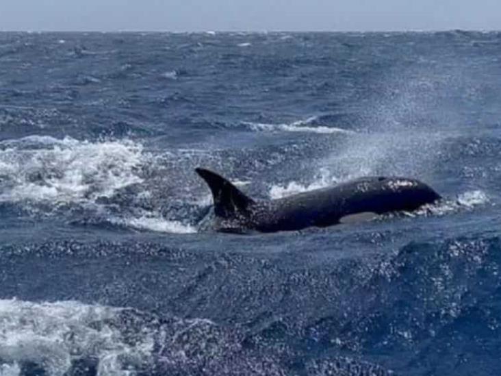 Expertos advierten que orcas ya aprendieron a hundir barcos Expertos advierten que orcas ya aprendieron a hundir barcos
