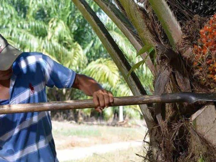 La agricultura es el sector con mayor probabilidad de desarrollo en la entidad La agricultura es el sector con mayor probabilidad de desarrollo en la entidad