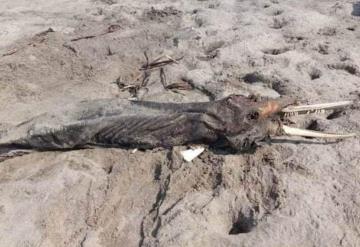 Muere delfín a orilla de una playa en Paraíso