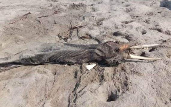 Muere delfín a orilla de una playa en Paraíso
