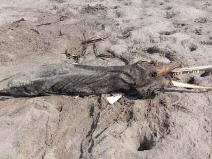 Muere delfín a orilla de una playa en Paraíso Muere delfín a orilla de una playa en Paraíso