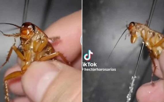 VIDEO: Por bañar a cucaracha mexicano se hace viral en TikTok; acusan maltrato animal