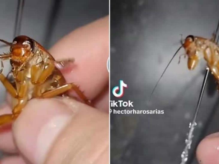 VIDEO: Por bañar a cucaracha mexicano se hace viral en TikTok; acusan maltrato animal VIDEO: Por bañar a cucaracha mexicano se hace viral en TikTok; acusan maltrato animal