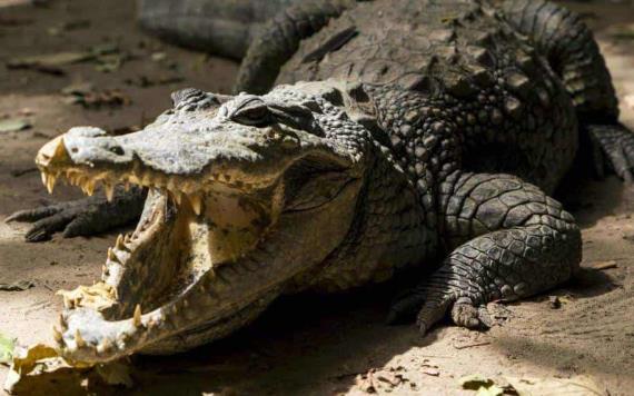 Capturan cocodrilo de tres metros cerca del río Bravo, en Tamaulipas