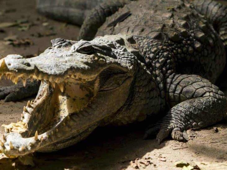Capturan cocodrilo de tres metros cerca del río Bravo, en Tamaulipas Capturan cocodrilo de tres metros cerca del río Bravo, en Tamaulipas