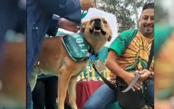 El Chicles el perrito que gano un maratón de 5 kilómetros, se viralizó en TikTok