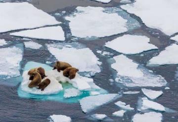 El Ártico perderá todo su hielo por primera vez en las próximas dos décadas