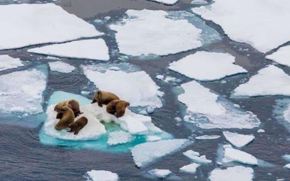 El Ártico perderá todo su hielo por primera vez en las próximas dos décadas