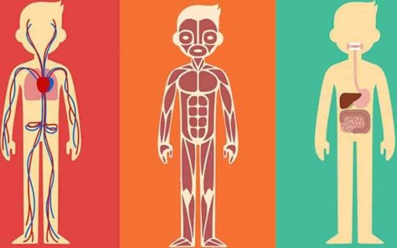 La maravilla del cuerpo y sus funciones (II)