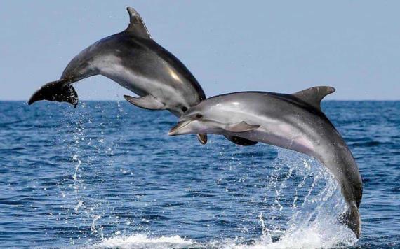 Adultos mayores son atacados por delfines en playa de Japón