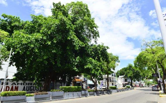 726 árboles en Villahermosa son susceptibles manipulación por presentar riesgo