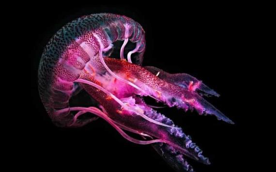 Científicos descubren medusa inmortal que envejece a la inversa