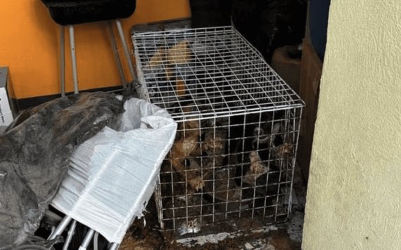 Rescatan a perros de agresores de maestra de kínder en Cuautitlán; vivían entre excremento