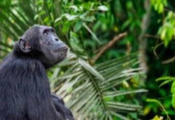  Matan a balazos a dos chimpancés que se fugaron del zoológico en Colombia | VIDEO