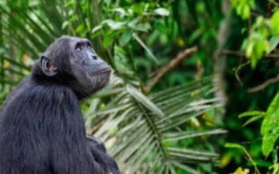 Matan a balazos a dos chimpancés que se fugaron del zoológico en Colombia | VIDEO