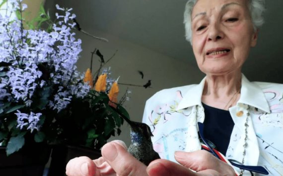 Mujer de 72 años creó un hospital de colibríes en su propia casa