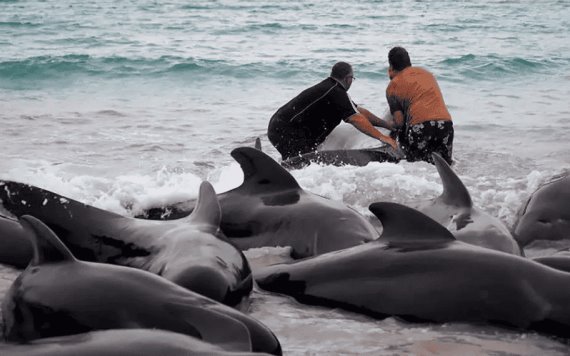 Mueren 97 ballenas que quedaron varadas en una playa de Australia