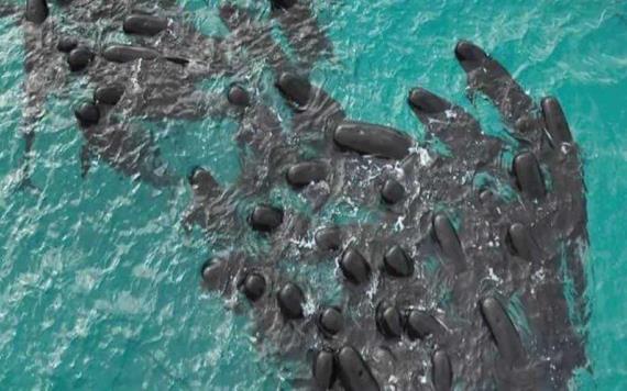 Mueren 97 ballenas que quedaron varadas en playa de Australia
