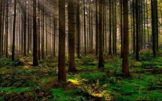 Los bosques pueden salvar nuestro planeta, De nosotros mismos y cómo dejarlos hacer su trabajo