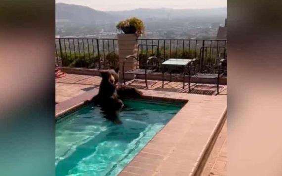 Hallan a oso refrescándose en jacuzzi de una casa en California en plena ola de calor | VIDEO