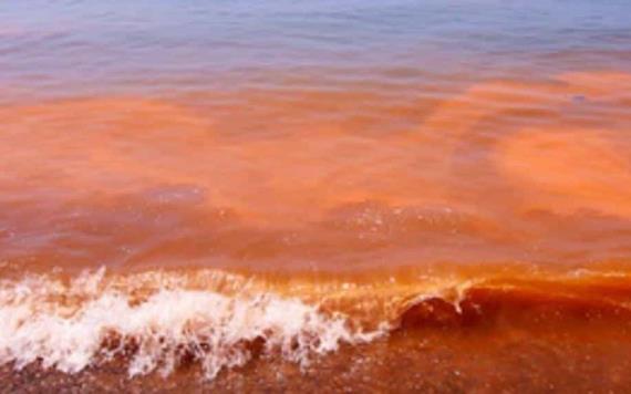 Detecta Salud nuevamente presencia de Marea Roja en las playas de Centla