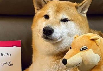 Muere Cheems, el famoso perrito que conquistó las redes sociales con sus stickers y memes