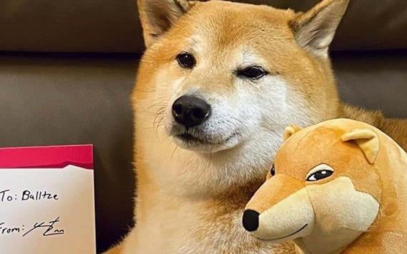 Muere Cheems, el famoso perrito que conquistó las redes sociales con sus stickers y memes