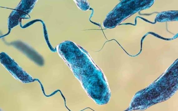 Bacteria come carne causa cinco muertes y 26 infectados, alerta EEUU