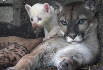 Nace puma albino en zoológico de Nicaragua