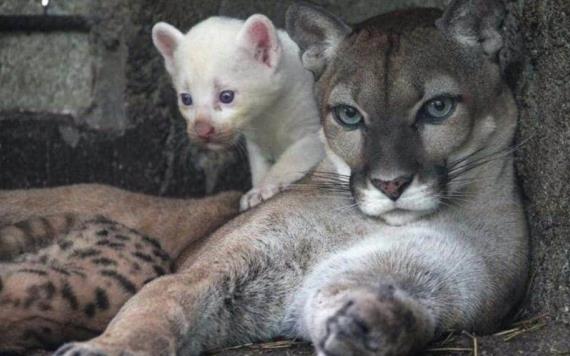 Nace puma albino en zoológico de Nicaragua