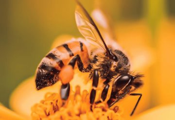 La importancia de la abeja para el ecosistema