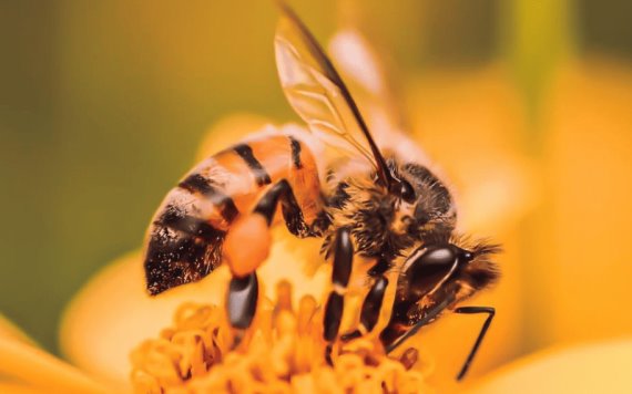 La importancia de la abeja para el ecosistema