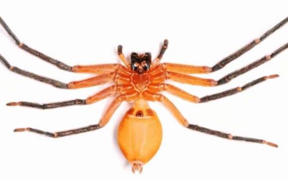 Descubren en Ecuador araña cangrejo gigante
