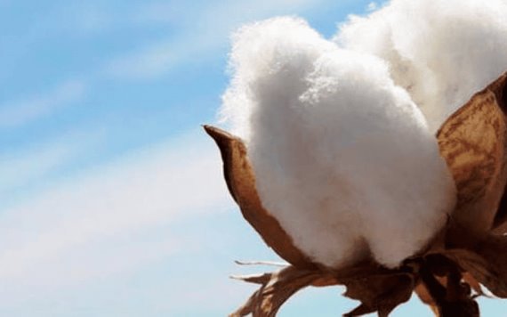 La democracia de algodón