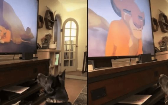 Perrito llora al ver ´El Rey León´ y se vuelve viral | VIDEO