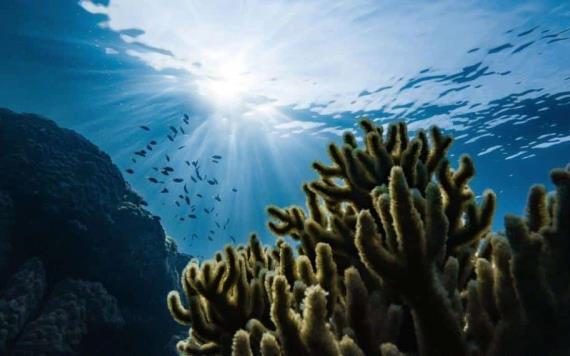 ONU advierte que se extraen 6 mil millones de toneladas de los océanos cada año