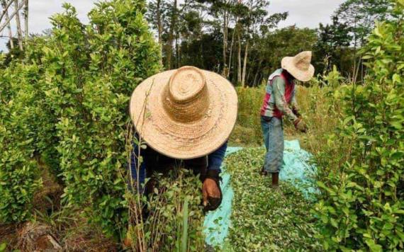 Cultivos de coca y producción de cocaína aumentan en Colombia