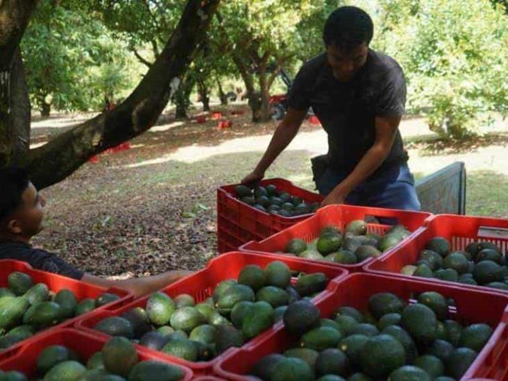 Cortadores y empacadores de aguacate no cuentan con seguridad social: STPS Cortadores y empacadores de aguacate no cuentan con seguridad social: STPS